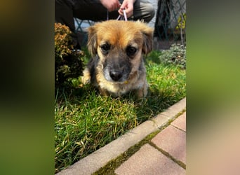 Lipi - liebe Minimaus