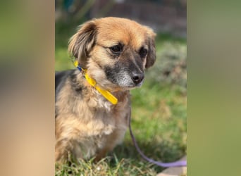 Lipi - liebe Minimaus