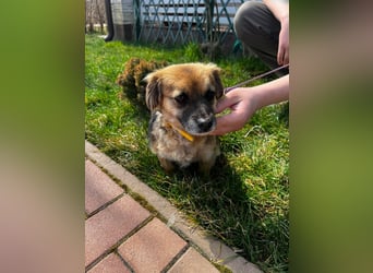 Lipi - liebe Minimaus