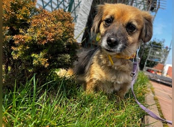 Lipi - liebe Minimaus