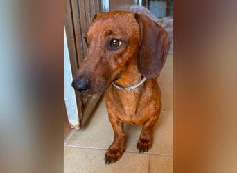 Peanut ist ein sensibler, liebenswerter Hund