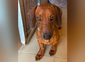 Peanut ist ein sensibler, liebenswerter Hund