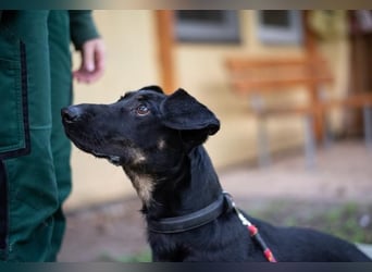 Larina, Dackelmix-Hündin, geb. 2021, kl. Hündin mit großem Herzen