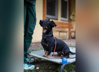 Larina, Dackelmix-Hündin, geb. 2021, kl. Hündin mit großem Herzen