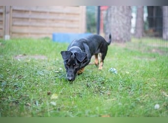 Larina, Dackelmix-Hündin, geb. 2021, kl. Hündin mit großem Herzen
