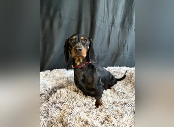 Mirta KK - Bezaubernde Vierbeinerin im Dackelformat