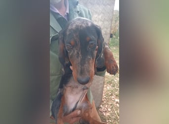 Bandi – Ein kleiner Dackel-Held sucht ein echtes Zuhause! ✨