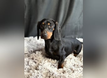 Mirta KK - Bezaubernde Vierbeinerin im Dackelformat