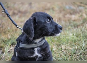 Matyi SI - kurze Beine, großer Charakter