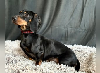 Mirta KK - Bezaubernde Vierbeinerin im Dackelformat