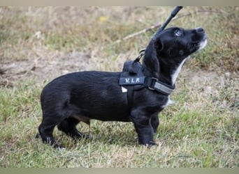 Matyi SI - kurze Beine, großer Charakter