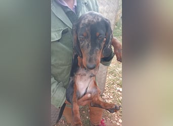 Bandi – Ein kleiner Dackel-Held sucht ein echtes Zuhause! ✨