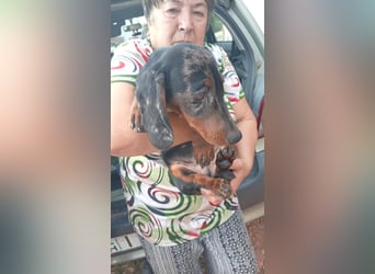 Bandi – Ein kleiner Dackel-Held sucht ein echtes Zuhause! ✨