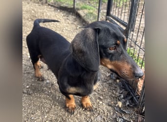 DORKA HAT LIEBE VERDIENT