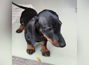 Milla - süßes Dackelmädchen