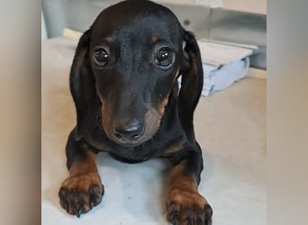 Milla - süßes Dackelmädchen