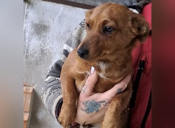 BENSO HATTE EIN ZUHAUSE