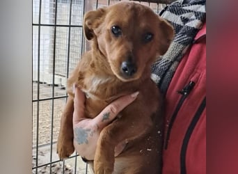 BENSO HATTE EIN ZUHAUSE