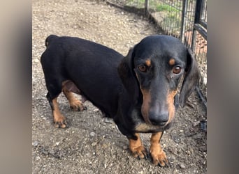 DORKA HAT LIEBE VERDIENT