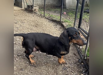 DORKA HAT LIEBE VERDIENT