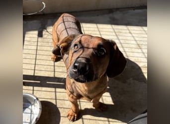 Terence - lieber Herzenshund
