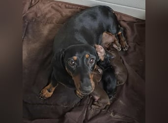 Babu sucht ihre Menschen