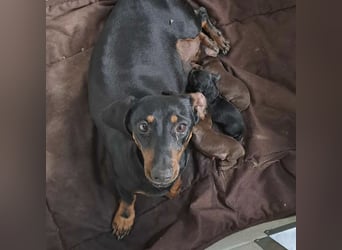 Babu sucht ihre Menschen