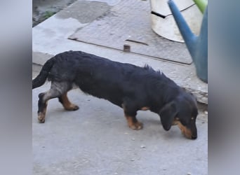 Lili sucht ihr Glück