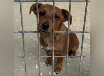 BENSO HATTE EIN ZUHAUSE