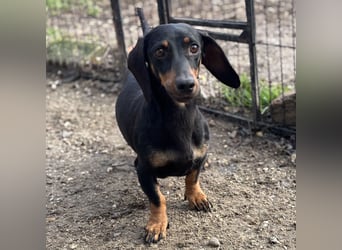 DORKA HAT LIEBE VERDIENT