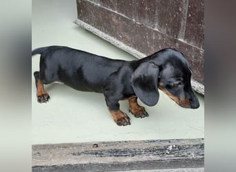 Milla - süßes Dackelmädchen
