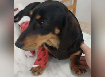 Lili sucht ihr Glück
