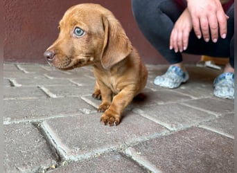 Pierre, 18.06.2026 geboren, 14cm sucht sein Für immer Zuhause
