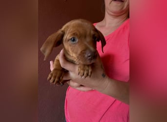 Panna, 18.06.2026 geboren, 14cm sucht ihre Menschen