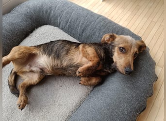 Soma, geboren 02.07.2025, 22cm sucht sein Zuhause (Pflegestelle in Steinfurt)