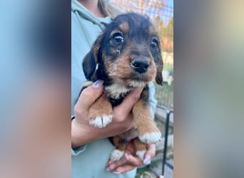 Junior, geboren 19.01.2026 sucht sein Glück