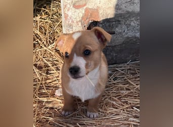 Finn, 11 Wochen sucht seine Chance