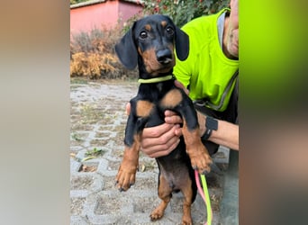 Hugo, geboren 29.04.2026, 24cm sucht sein Plätzchen