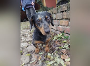 Hunor, geboren 12.06.2024, 26cm sucht seine Menschen