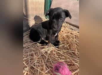 Alina, 11 Wochen sucht ihre Menschen