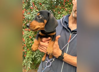 Noel, geboren 22.06.2026, 17cm sucht Dackel-Fan