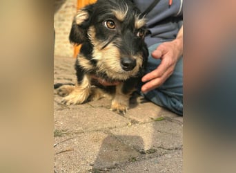 Benito, geboren 03.2025, 25cm sucht seine Menschen
