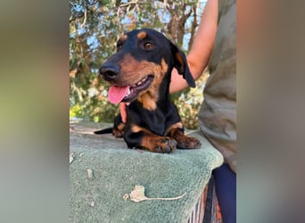Monty, geboren 12.04.2025, 26cm sucht Dackel Zuhause