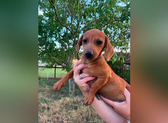 Bonbonetti, geboren 20.03.2026, 22cm sucht ihr Körbchen