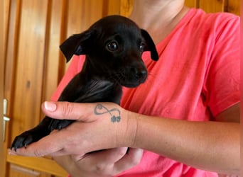 Pedro, 18.06.2026 geboren, 15cm sucht seine Chance