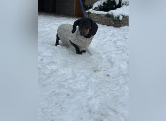 Stella, geboren 01.01.2023, 24cm sucht DICH!