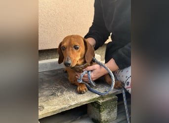 Mogyi, geboren 01.01.2022, 26cm sucht sein Glück