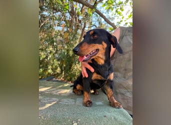 Monty, geboren 12.04.2025, 26cm sucht Dackel Zuhause