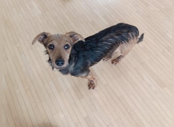 Soma, geboren 02.07.2025, 22cm sucht sein Zuhause (Pflegestelle in Steinfurt)