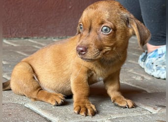 Pascal, 18.06.2026 geboren, 14cm sucht sein Körbchen